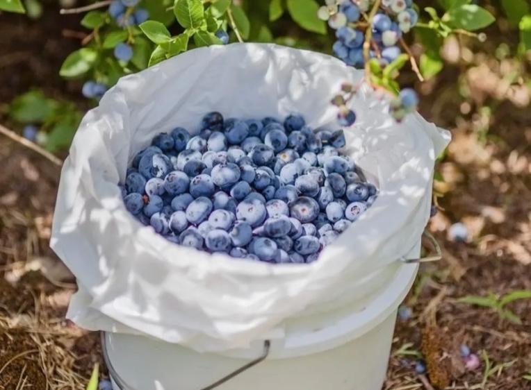 Blueberries in a bucket