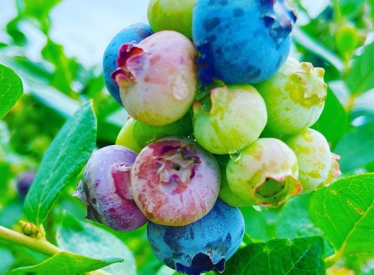 Close up of multi-colored blueberries